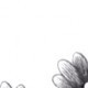 用户名：pli***