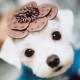 用户名：mol***